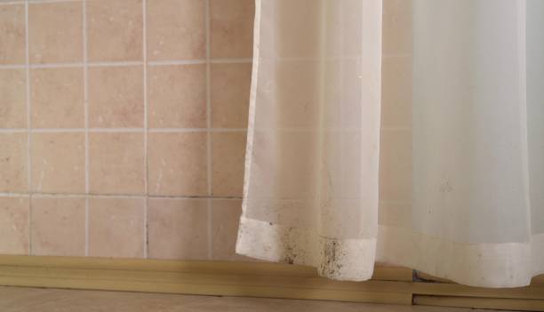 Best Black Mold Removal  in Roselawn, IN
