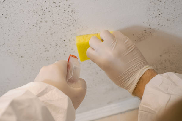 Asbestos and Lead Testing During Mold Inspection in Roselawn, IN
