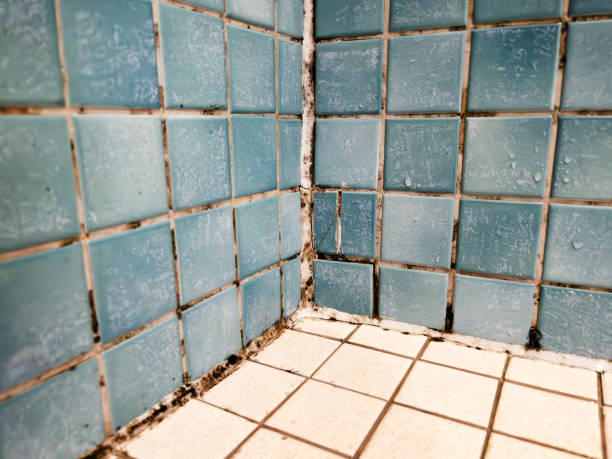 Best Crawl Space Mold Remediation  in Roselawn, IN