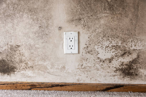 Best Mold Remediation for Healthcare Facilities  in Roselawn, IN