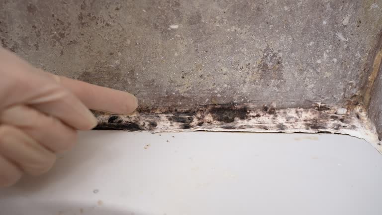 Best Mold-Related Health Consultation  in Roselawn, IN